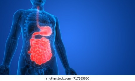 Human Digestive System Anatomy (Stomach With Small Intestine). 3D