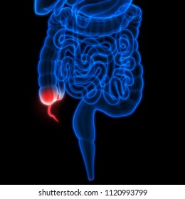 Human Digestive System Appendix Anatomy. 3D