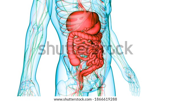 Human Digestive System Circulatory System Anatomy Stock Illustration ...