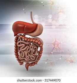 Human digestive system with color background
