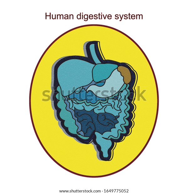 ヒトの消化器系は 消化管と 消化の副器官 舌 唾液腺 膵臓 肝臓 胆嚢 から成る 消化は朝飯前だ のイラスト素材