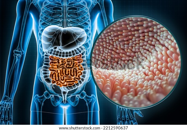 Human digestive system and gastrointestinal\
tract with microvilli of the small intestine or bowel 3D rendering\
illustration. Anatomy, medical, biology, microbiology, science,\
healthcare\
concepts.