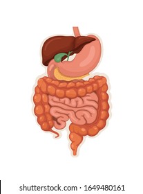 Human Digestive System, GI Tract Organs
