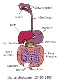 Human Gut Digestive System Gastrointestinal Anatomical Stock Vector ...