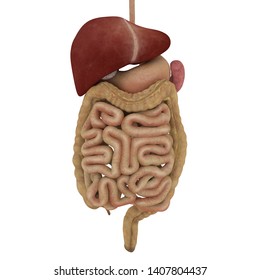 6,819 Pancreas small intestine Images, Stock Photos & Vectors ...