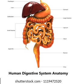 Human Digestive System Label Design Anatomy. 3D