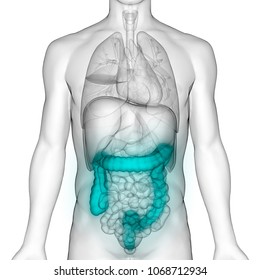 Human Digestive System Large Intestine Anatomy. 3D