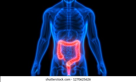 Human Digestive System Large Intestine Anatomy. 3D