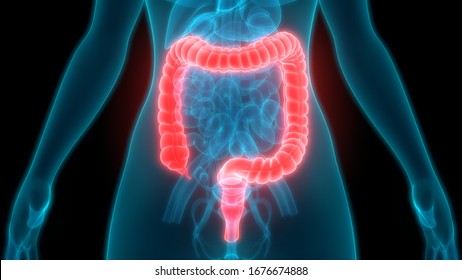 Human Digestive System Large Intestine Anatomy. 3D