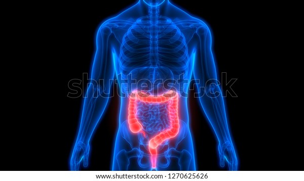 Human
Digestive System Large Intestine Anatomy.
3D