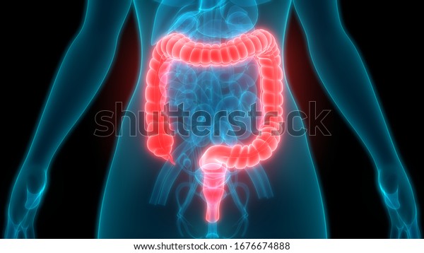 Human\
Digestive System Large Intestine Anatomy.\
3D