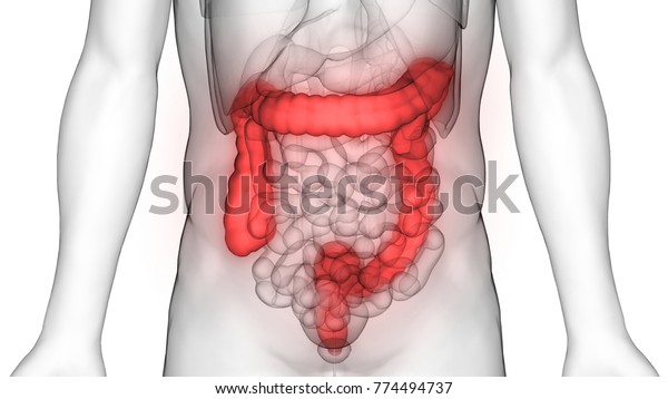 ヒトの消化器系大腸解剖学 3d のイラスト素材