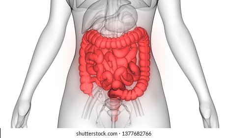 Human Digestive System Large And Small Intestine Anatomy. 3D