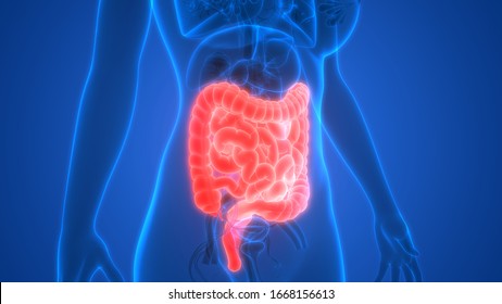 Human Digestive System Large And Small Intestine Anatomy. 3D