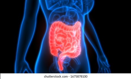 Human Digestive System Large And Small Intestine Anatomy. 3D