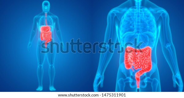 Human Digestive System Large Small Intestine Stock Illustration 1475311901