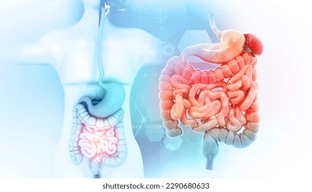 Human digestive system on scientific background. 3d illustration