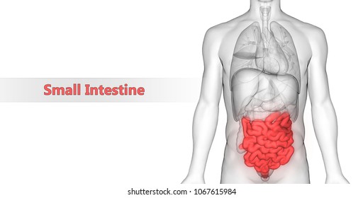 Human Digestive System Small Intestine Anatomy Stock Illustration ...