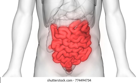 Human Digestive System Small Intestine Anatomy. 3D