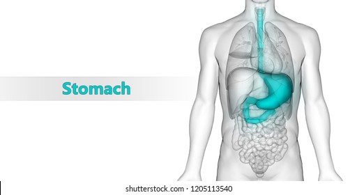 Human Digestive System Stomach Anatomy. 3D