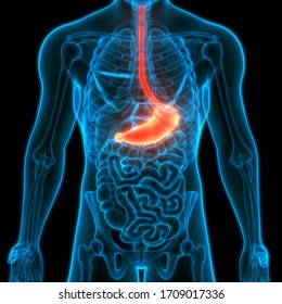 Human Digestive System Stomach Anatomy. 3D