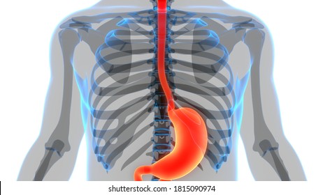 Human Digestive System Stomach Anatomy 3d Stock Illustration 1864007356