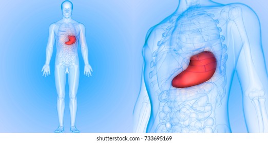 Human Digestive System Stomach Anatomy 3d Stock Illustration 733695169 