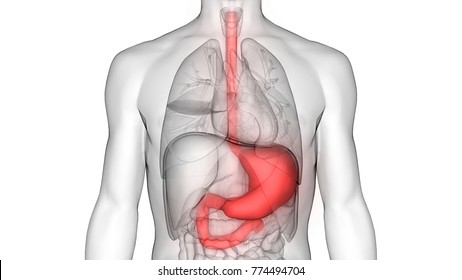 Human Digestive System (Stomach Anatomy). 3D