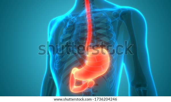 Human Digestive System Stomach Anatomy 3d Stock Illustration 1736204246