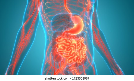 Human Digestive System Stomach With Small Intestine Anatomy. 3D