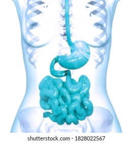 Human Digestive System Stomach With Small Intestine Anatomy. 3D