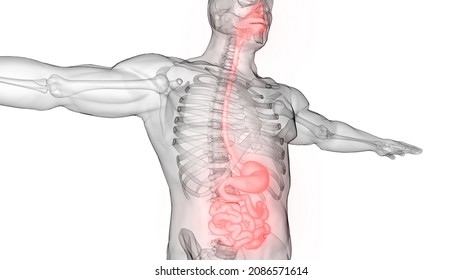 Human Digestive System Stomach With Small Intestine Anatomy. 3D