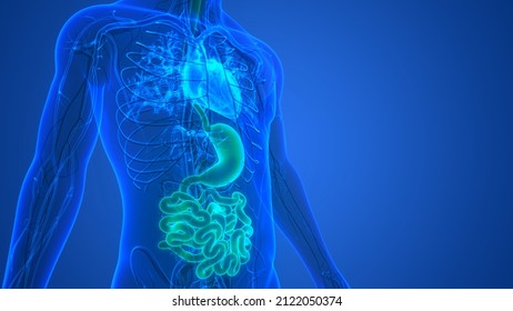 Human Digestive System Stomach With Small Intestine Anatomy. 3D