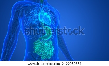 Human Digestive System Stomach with Small Intestine Anatomy. 3D