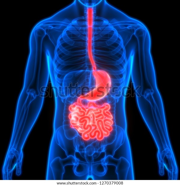 Human Digestive System Stomach with Small Intestine\
Anatomy. 3D