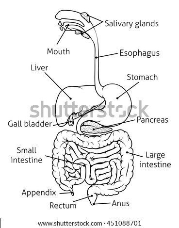 Human Digestive System Digestive Tract Alimentary Stock Illustration