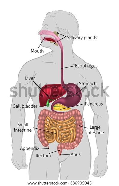 Human Digestive System Digestive Tract Alimentary Stock Illustration ...