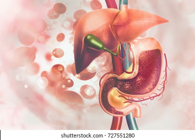 Human Digestive System.3d Illustration