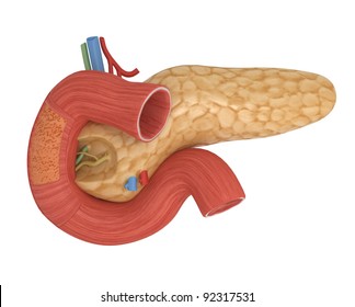 Human Duodenum Isolated On White - 3d Illustration