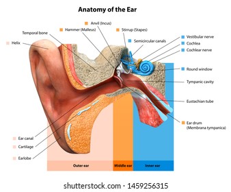 Human ear anatomy. Ears inner structure, Medical Education Chart of Biology,Human ear in medical concept, anatomical structure,3D rendering