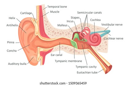 Human ear anatomy. Ears inner structure, organ of hearing. Ear cochlea inner, vestibule acoustic sound sensory organ, biology medicine healthcare  illustration