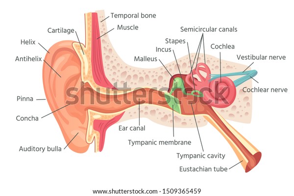 Human ear anatomy. Ears inner
structure, organ of hearing. Ear cochlea inner, vestibule acoustic
sound sensory organ, biology medicine healthcare 
illustration