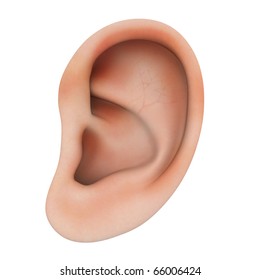 Human Ear Clipping Path Stock Illustration 66006424