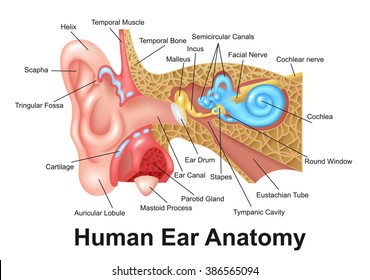 Human Ear Detailed Anatomy