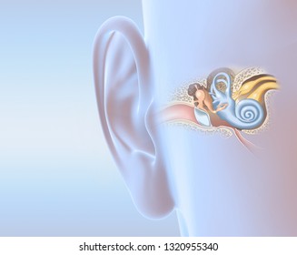 Human Ear With Middle Ear, Otitis, Auditory Canal, Tympanic Membrane, Auditory Canal And Cochlea Nerve, 3D Illustration