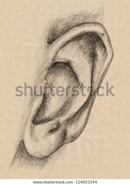 Human Ear Pencil Drawing Fine Graphite Stock Illustration 124055194