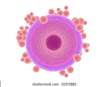 Human Egg Cell