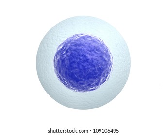 Human Egg Cell Isolated On White Background