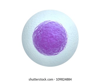 Human egg cell isolated on white background