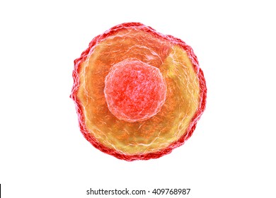 Human Egg Cell.3d Render